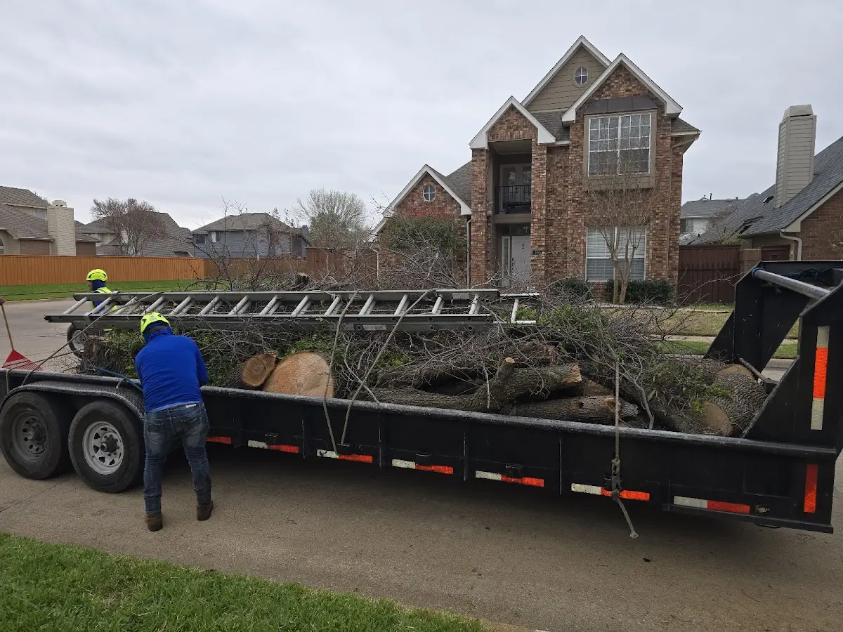 Expert Tree Pest Control with proper safety equipment in Dawson
